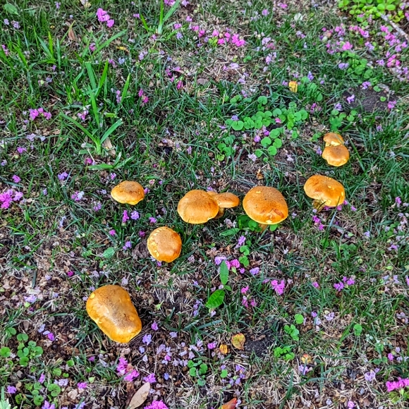 Meet your Posher, Zach - Picture 1 of 1